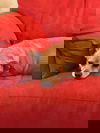 adoptable Dog in tucson, AZ named COURTESY POSTING DIDGET