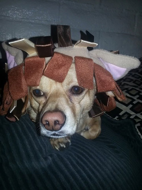COURTESY POSTING DIDGET - Chihuahua available for adoption