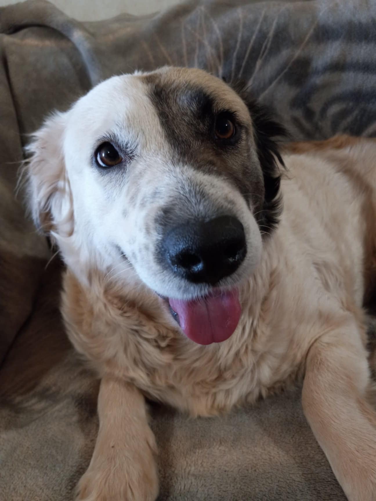 adoptable Dog in Tucson, AZ named COURTESY POST Squeak