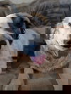 adoptable Dog in tucson, AZ named COURTESY POST Squeak