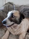 COURTESY POST Squeak - Photo 3