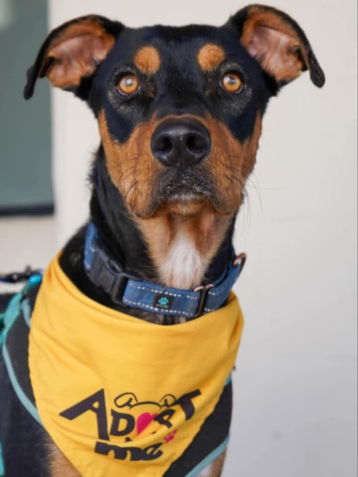 adoptable Dog in Tucson, AZ named COURTESY POST Charlie