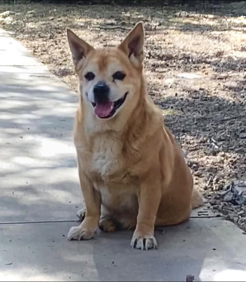 CHEF - Corgi available for adoption