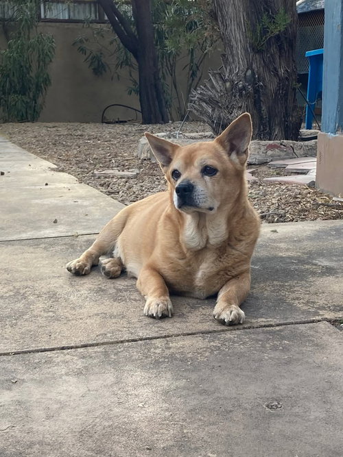 CHEF - Corgi available for adoption