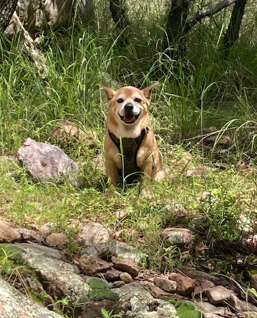 Chef, Corgi