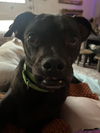 adoptable Dog in , AZ named COURTESY POST Wally
