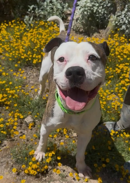 COURTESY POST ALBUS - American Bulldog available for adoption