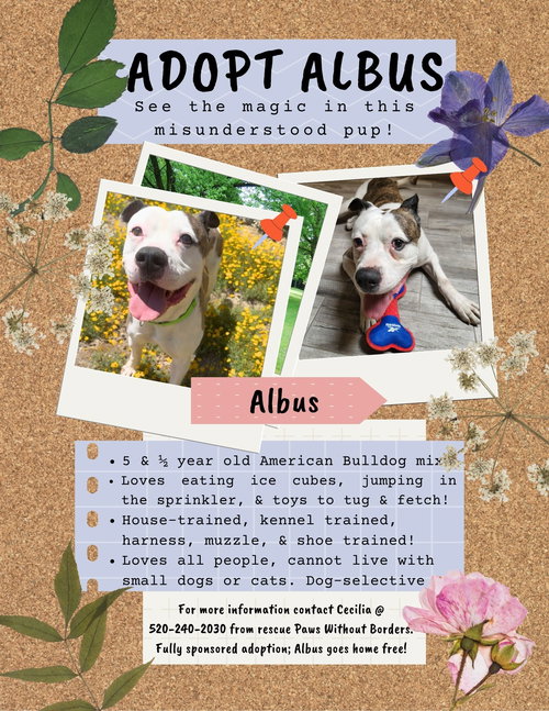 COURTESY POST ALBUS - American Bulldog available for adoption