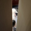 COURTESY POST Albus - Photo 4