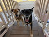 COURTESY POST Tater & Queenie - Photo 2