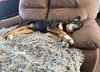 COURTESY POST Tater & Queenie - Photo 6