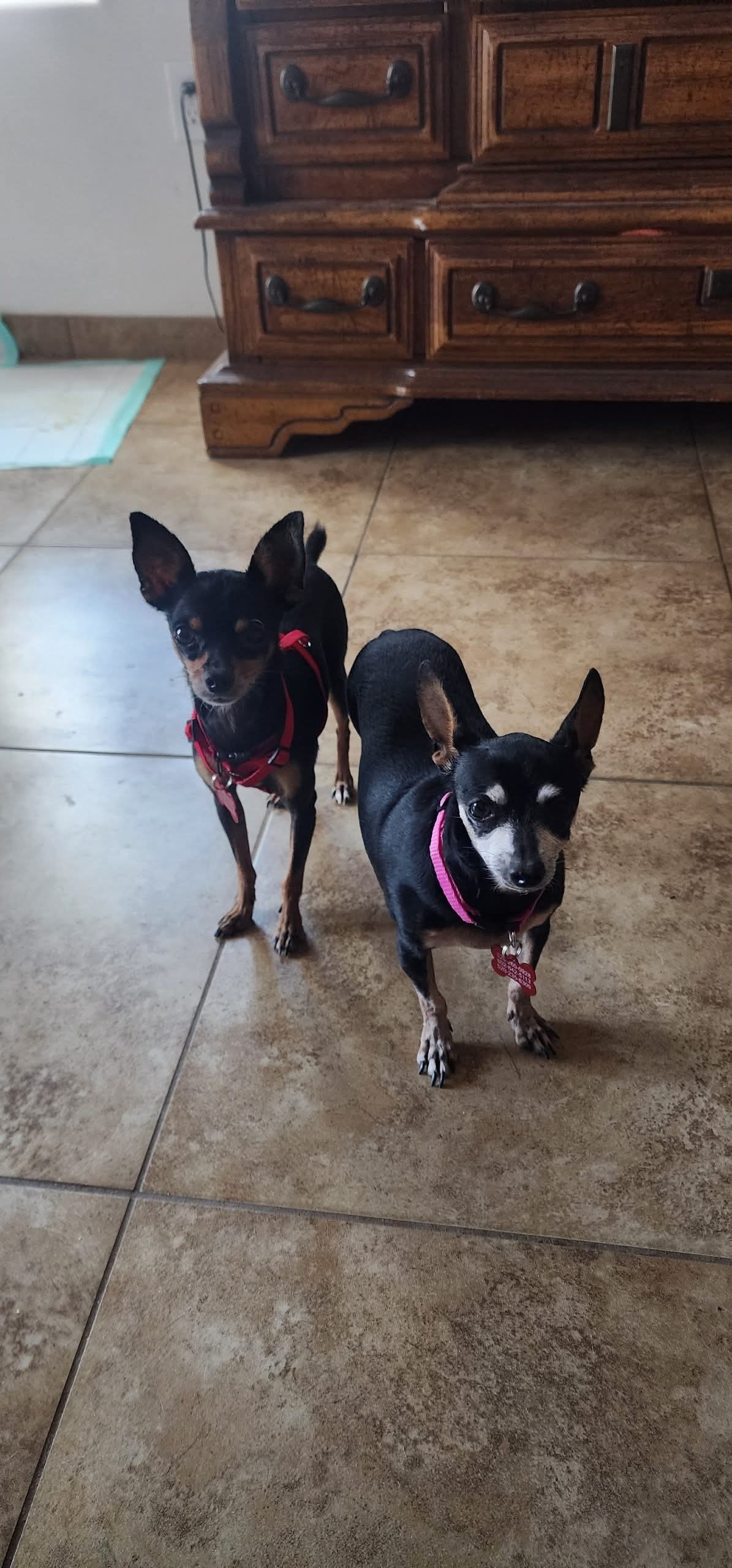 Mia & Pickles Image
