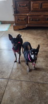 Mia & Pickles - Photo 1