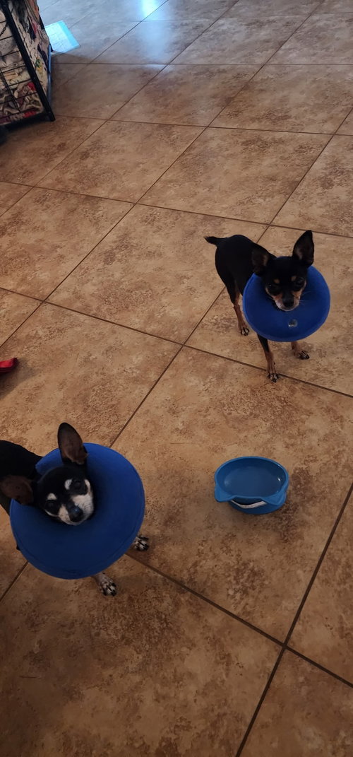 MIA & PICKLES - Miniature Pinscher / Chihuahua available for adoption