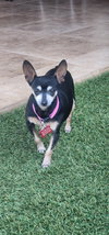 Mia & Pickles - Photo 3