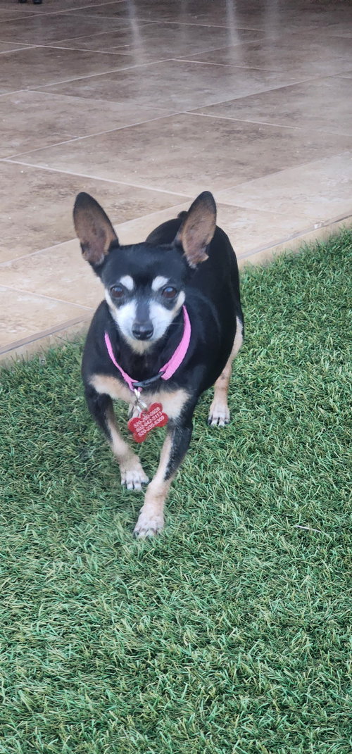 Mia & Pickles, photo 3