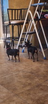 Mia & Pickles - Photo 4