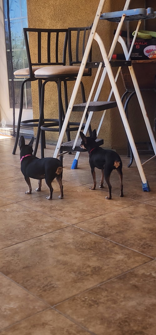 Mia & Pickles, photo 4