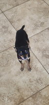 Mia & Pickles - Photo 5