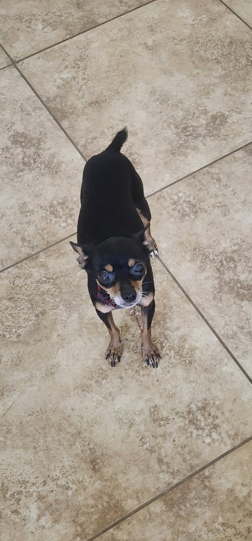 Mia & Pickles, photo 5