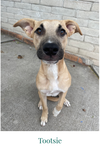 COURTESY POSTING Mama Gucci & Puppies - Photo 2