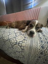 COURTESY POSTING Miko - Photo 2