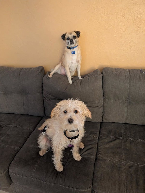 COURTESY POSTING Charlie & PugsLee