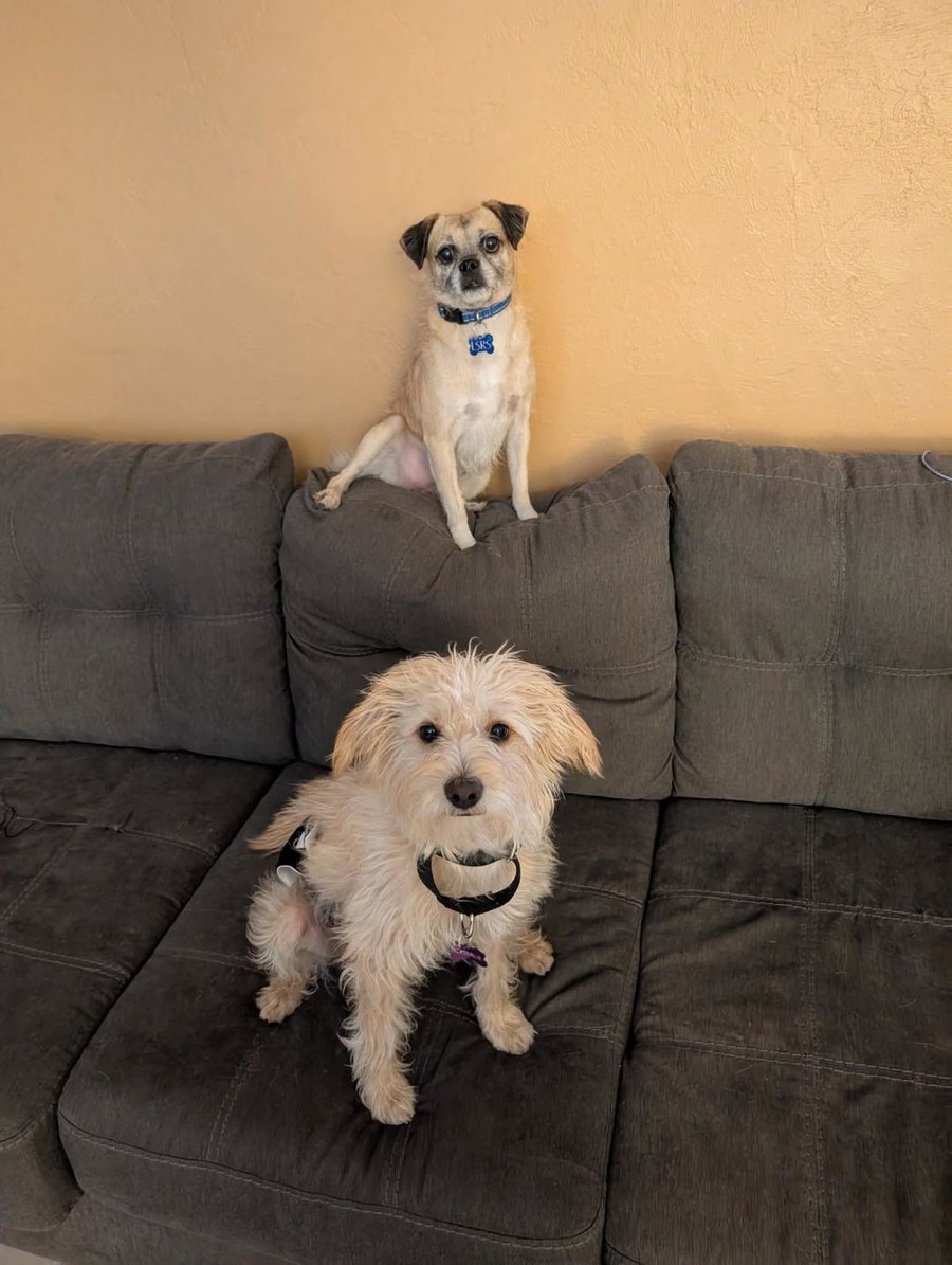 COURTESY POSTING PugsLee