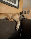 COURTESY POSTING PugsLee - Photo 2