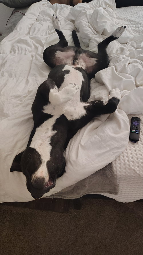 COURTESY POSTING BILLY - Pit Bull Terrier available for adoption