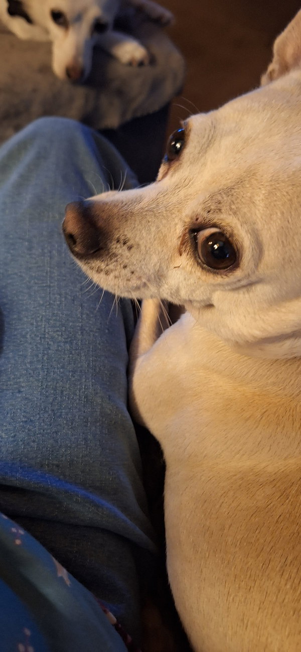 Simon