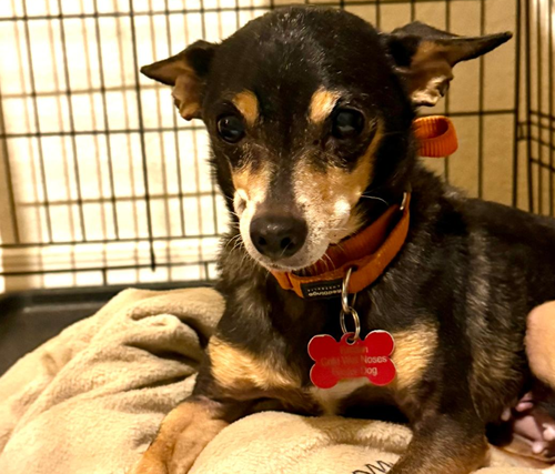 Lupita, an adoptable Chihuahua in Tucson, AZ