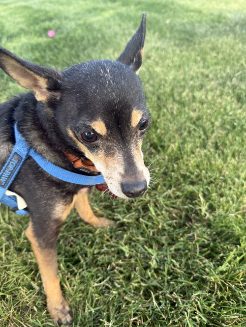 Lupita, photo 4