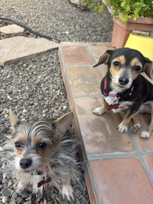 Mango & Papaya, an adoptable Chihuahua in Tucson, AZ