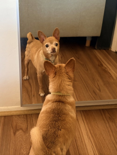 picture of the dog needing adoption