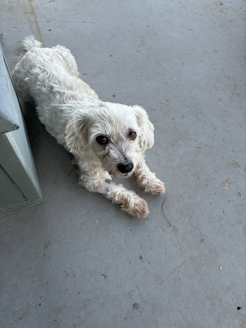 Piper photo 3
