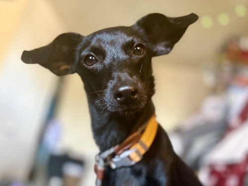 picture of the dog needing adoption