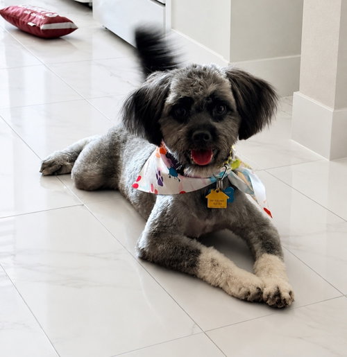 picture of the dog needing adoption
