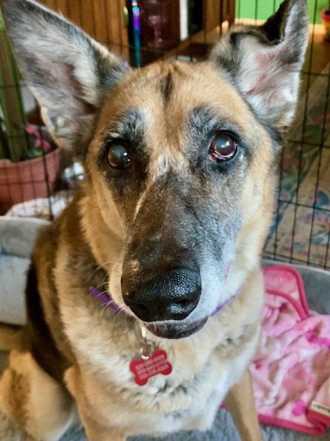 Duchess, a dog for adoption from Tucson Cold Wet Noses