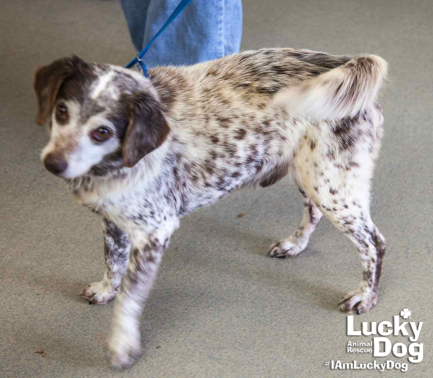 Australian shepherd and beagle 2024 mix