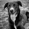 adoptable Dog in  named Rizzo