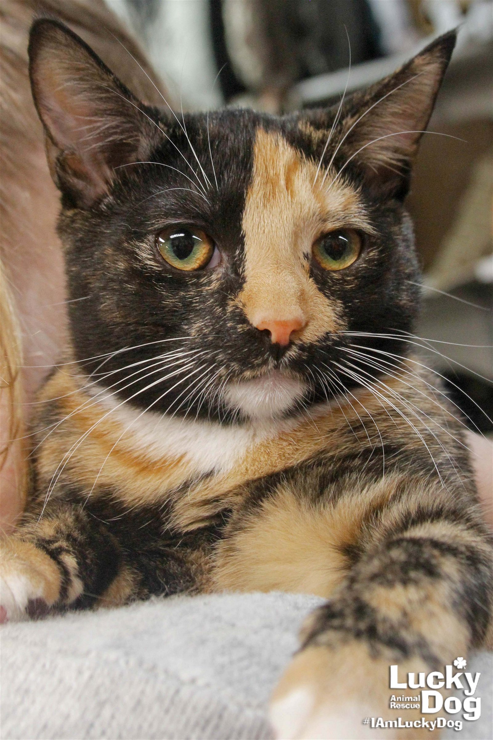 adoptable Cat in Washington, DC named Elsie