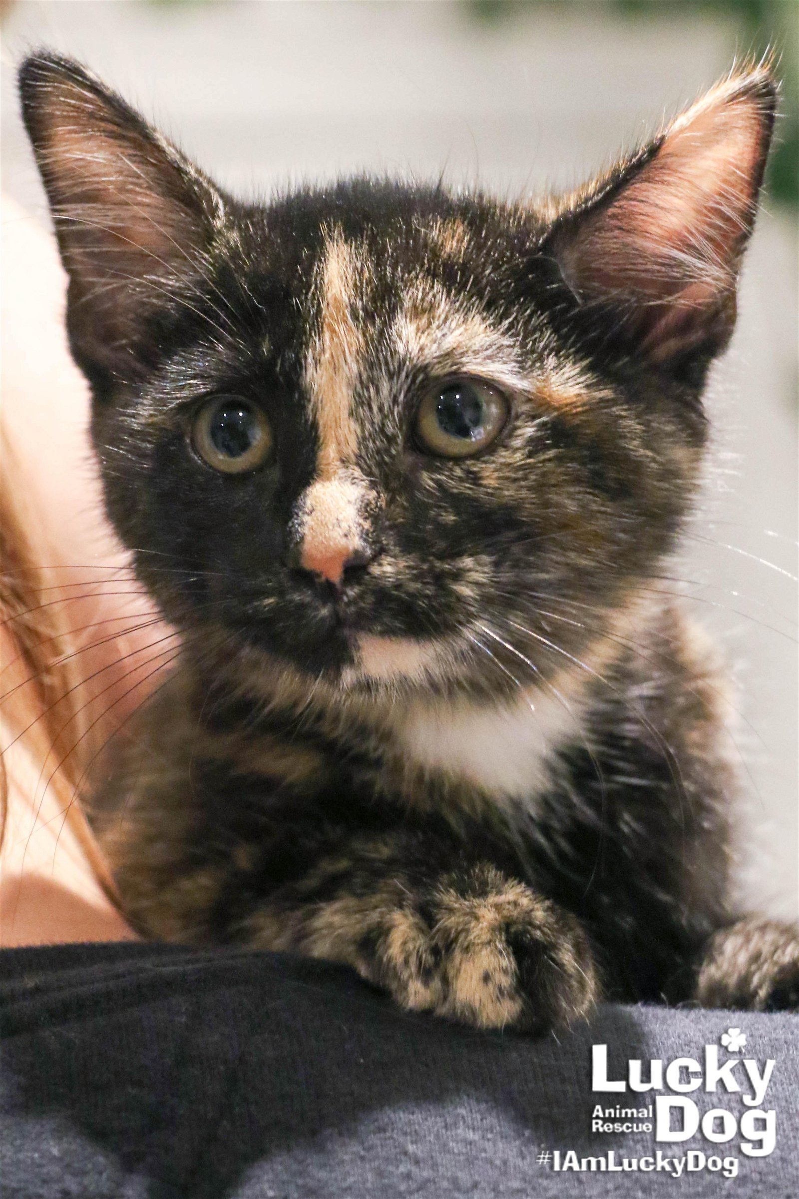 adoptable Cat in Washington, DC named Coraline