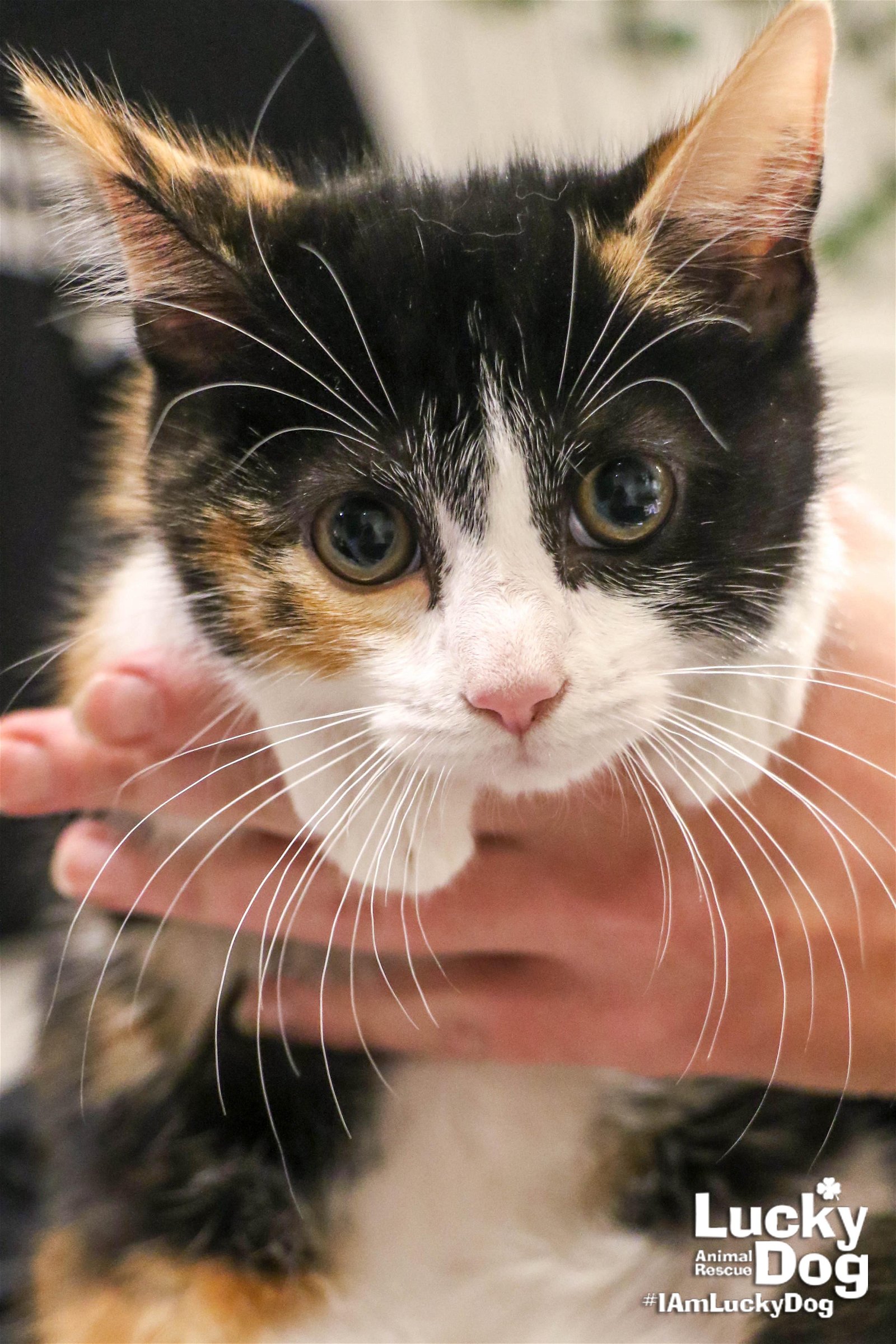 adoptable Cat in Washington, DC named Clara