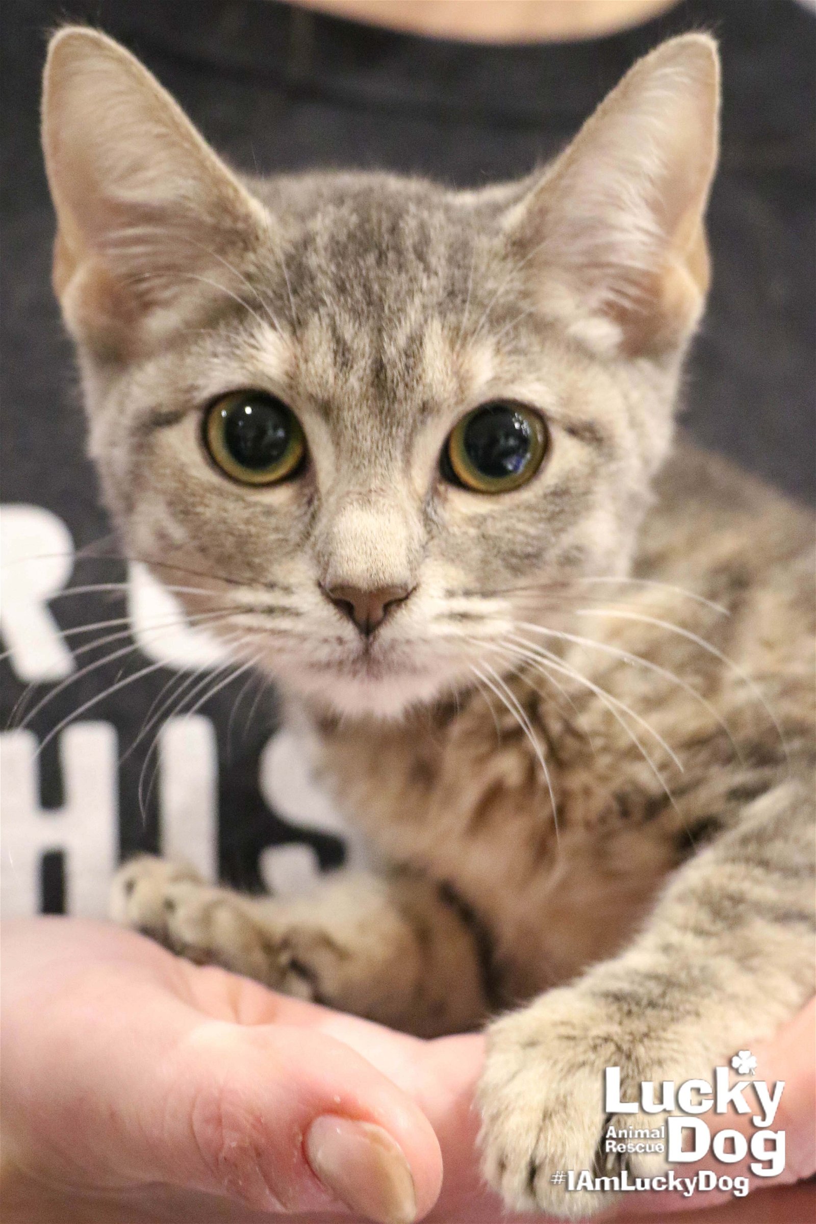 adoptable Cat in Washington, DC named Peaches