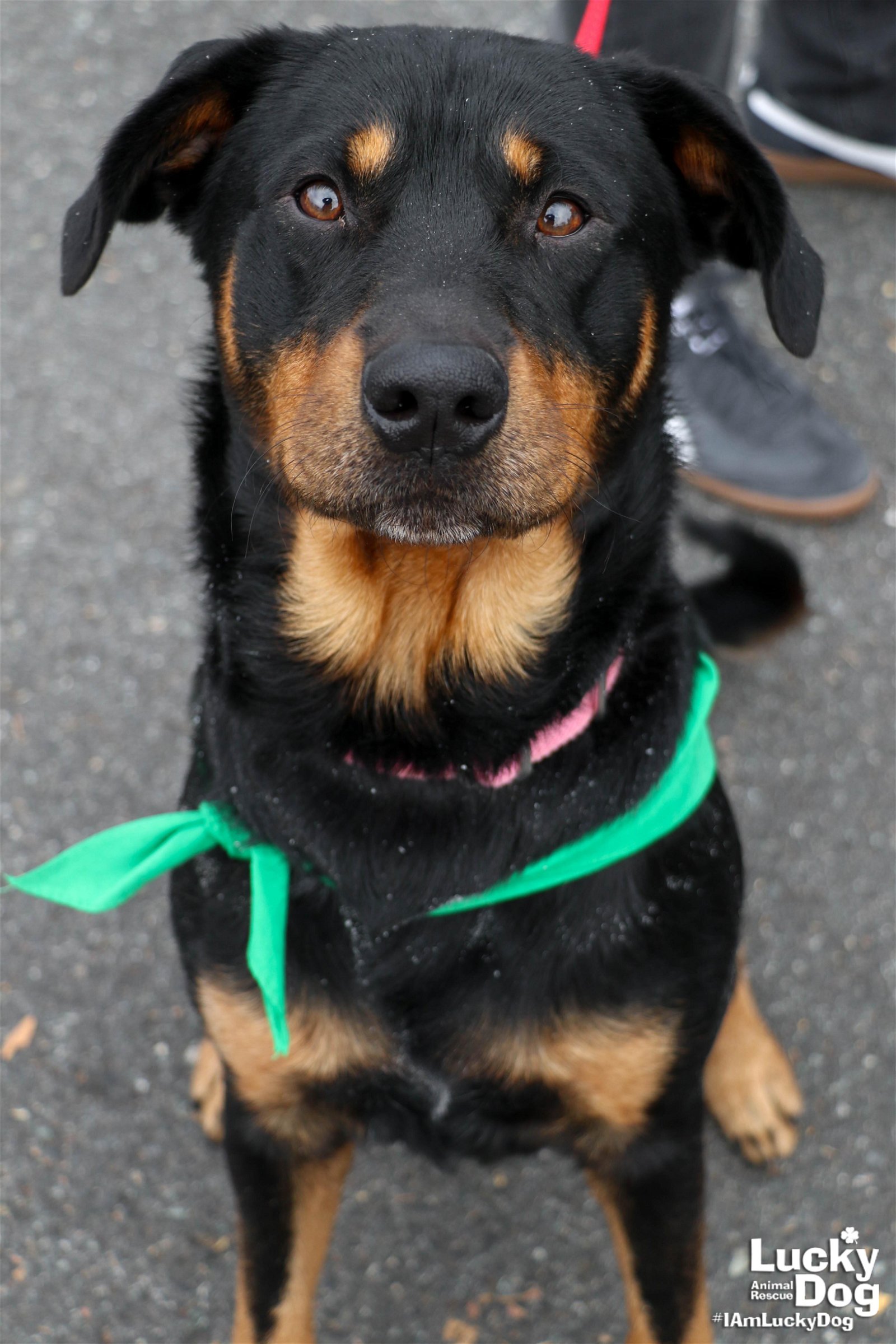 adoptable Dog in Washington, DC named Glenn