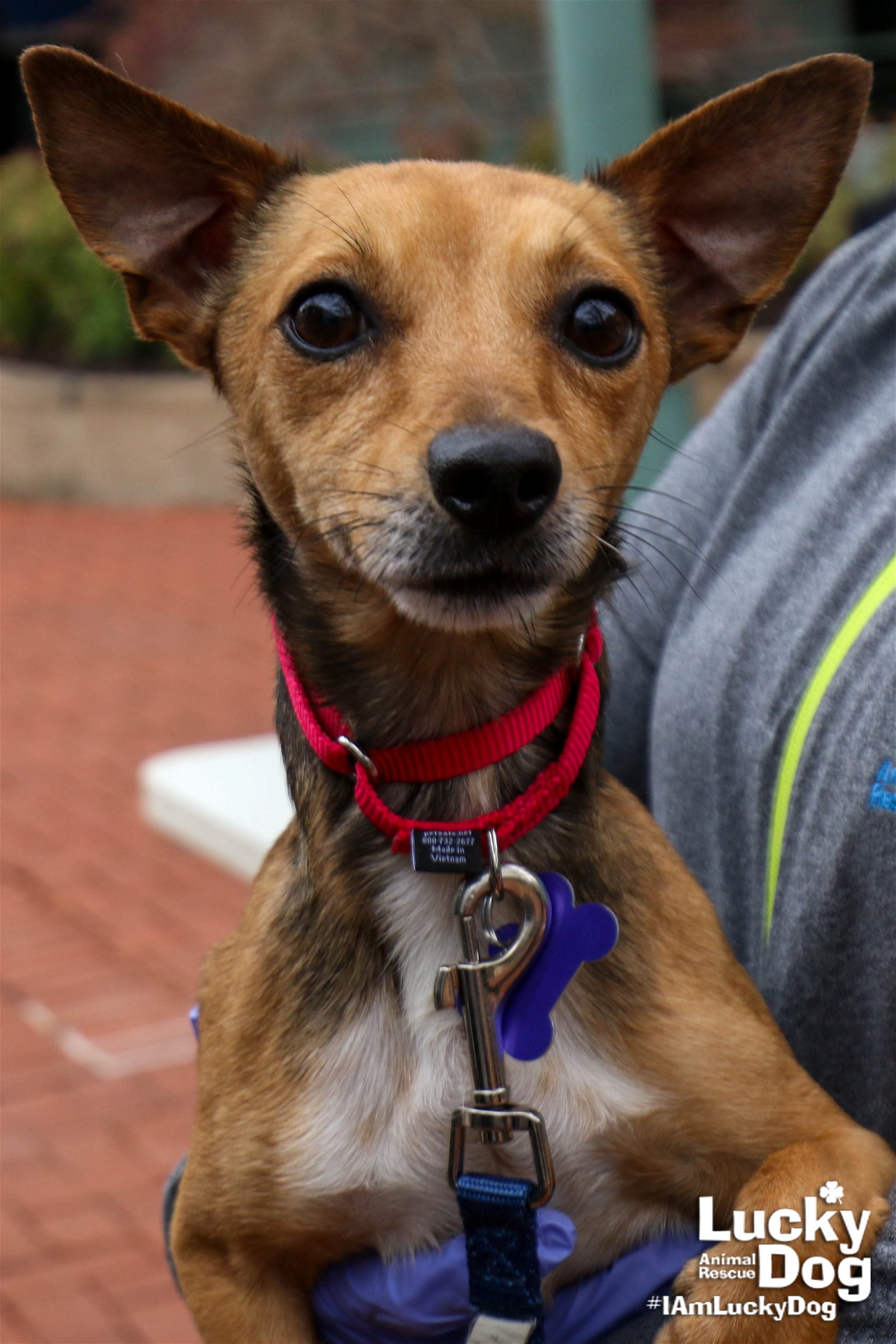 adoptable Dog in Washington, DC named Romeo