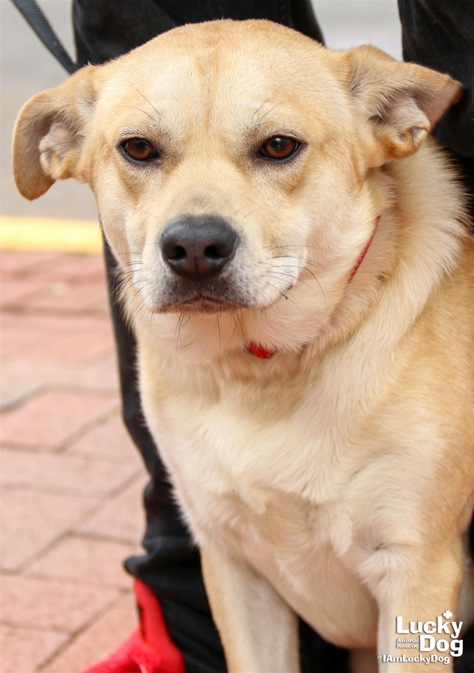 adoptable Dog in Washington, DC named Cato