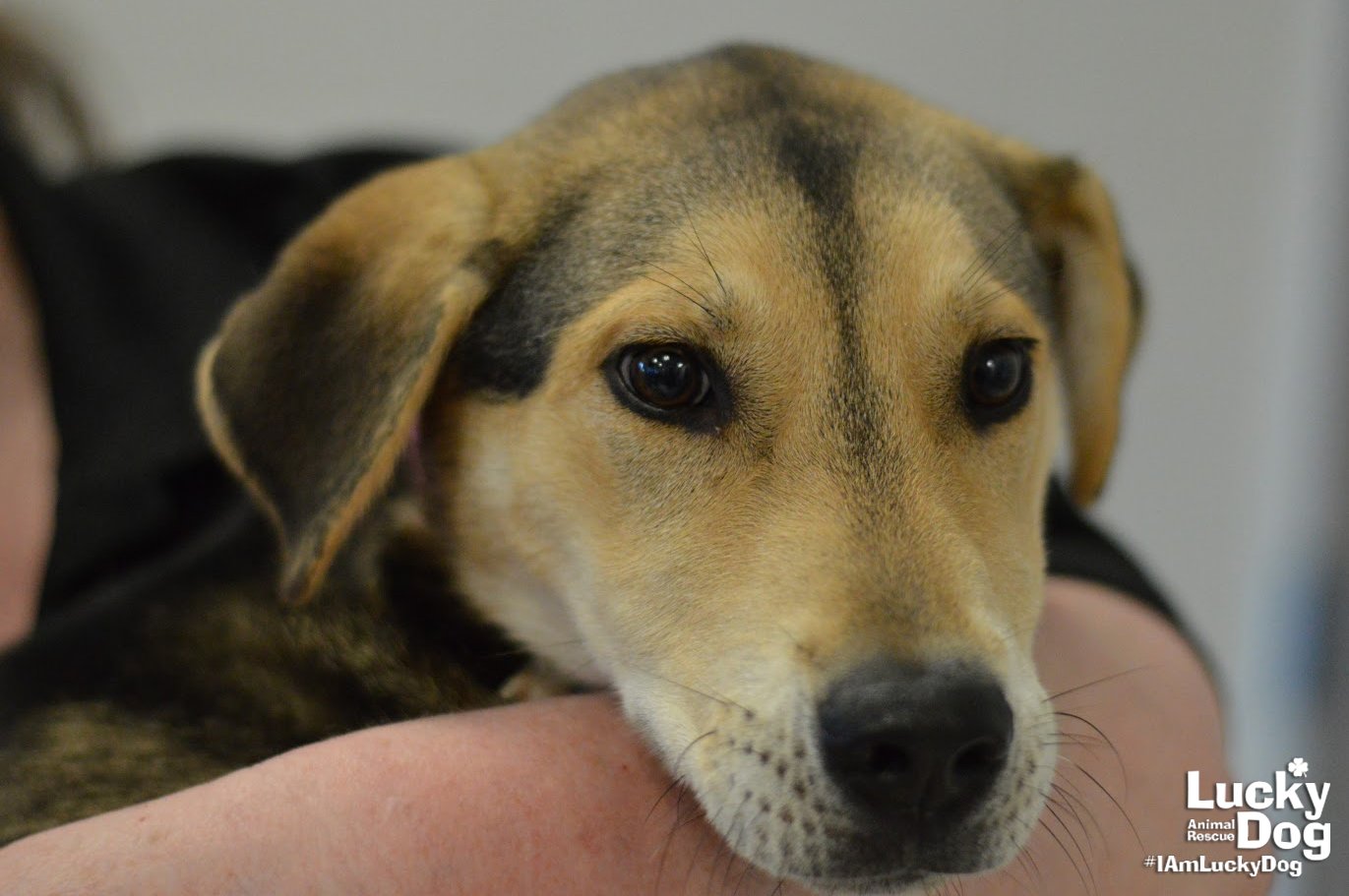 adoptable Dog in Washington, DC named Amy