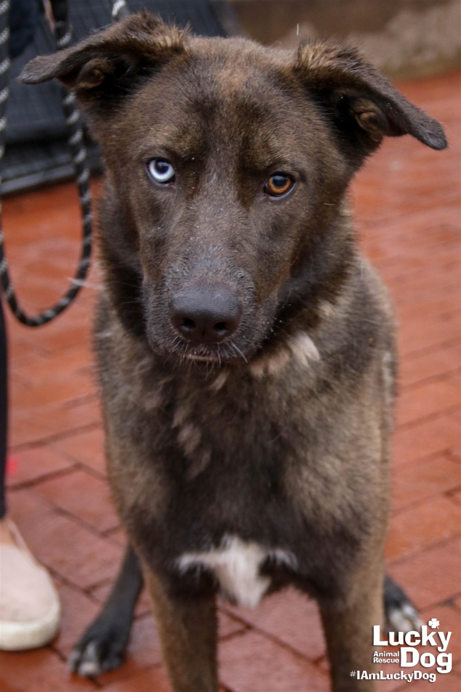adoptable Dog in Washington, DC named Stark